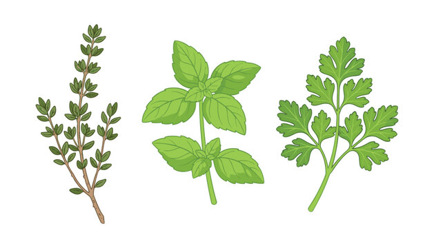 Fresh culinary herbs vector illustration set. Green sprigs of thyme, mint leaves, parsley branch, organic seasoning, botanical cooking and healthy ingredient elements.