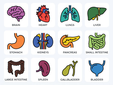 Human Organs Icons Set. Medical Anatomy Collection.