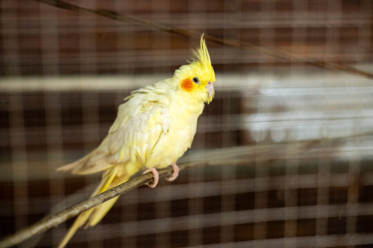 Yellow cockatiel perched on branch inside wire cage, viewed through blurred metal bars with alert posture and colorful plumage