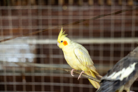 Yellow cockatiel perched inside wire cage beside black and white bird, with soft feathers and curious expression in domestic setting