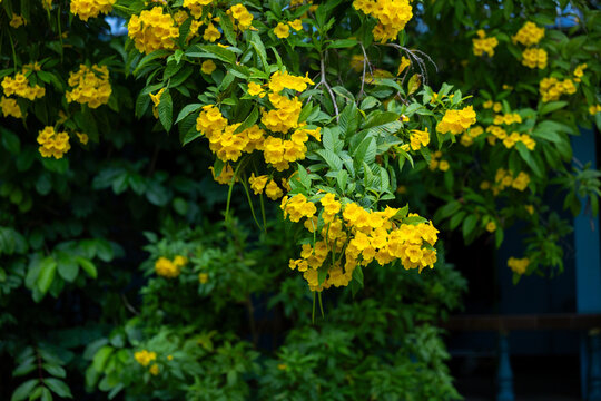 Yellow flower cluster with green foliage in lush garden creating vibrant natural backdrop and peaceful outdoor atmosphere
