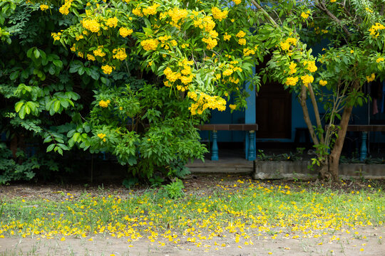 Yellow flowering tree beside tropical house with fallen blossoms covering ground