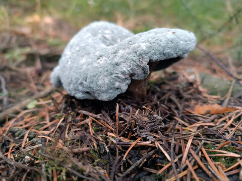 Lactarius mushroom covered in marble-like mold in the forest. Milk mushroom covered in intricate marble mold growing on the forest floor in a damp woodland setting