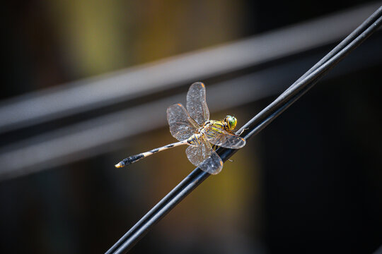 a dragonfly perched on a wire strung across the way