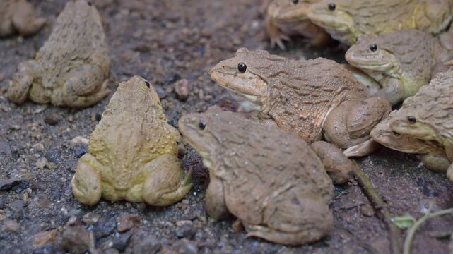 Commercial Frog Farm, A big brown frog in the pond,Swarm of Edible Frogs
