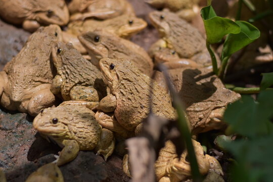 Commercial Frog Farm, A big brown frog in the pond,Swarm of Edible Frogs