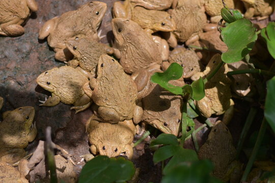 Commercial Frog Farm, A big brown frog in the pond,Swarm of Edible Frogs