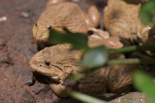 Commercial Frog Farm, A big brown frog in the pond,Swarm of Edible Frogs
