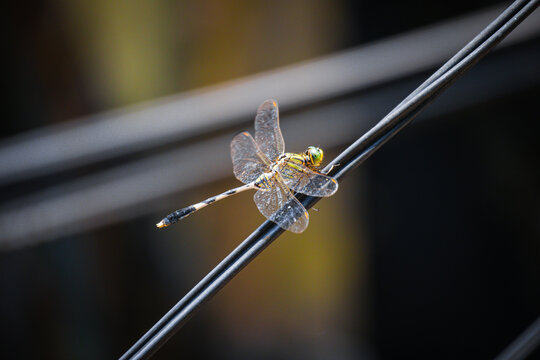 a dragonfly perched on a wire strung across the way