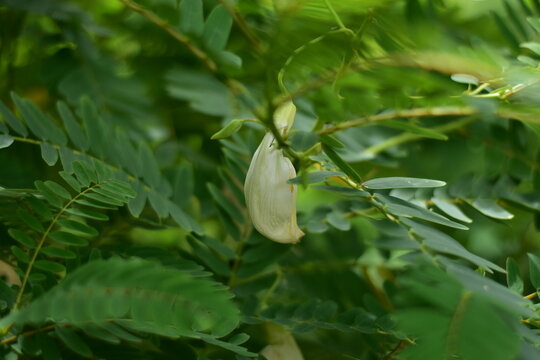 White Agasta flower, Sesban, Vegetable Humming bird, Humming bird tree, Butterfly tree, Agati Sesbania grandiflora