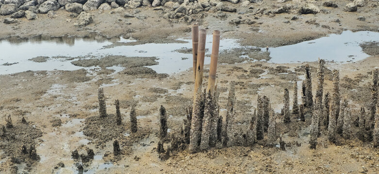 Weathered Bamboo Poles for Coastal Erosion Control on Mudflat Shore

Description