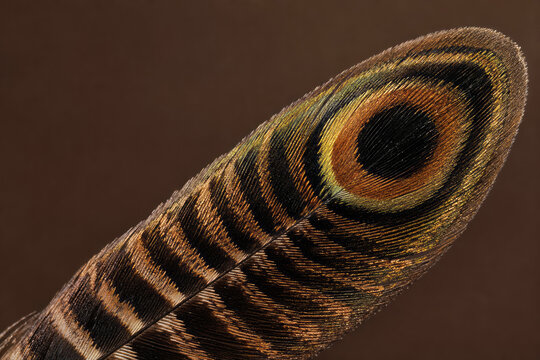 A pheasant tail feather shows brown barring with bronze, black and green-gold iridescence. Camouflage pattern and avian display
