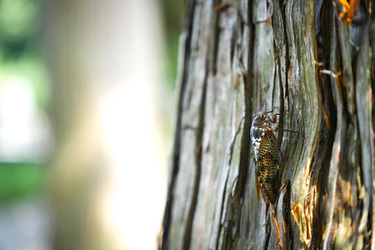 Cicada resting on tree bark in summer forest / 夏の森で樹皮にとまるセミ