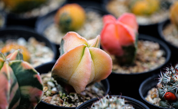  Star Cactus Variegated: Orange-red gradient cactus, close-up of succulent plants