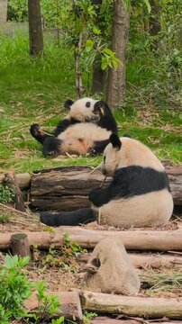 Pandas gigantes comiendo brotes de bamb&uacute; en un entorno natural