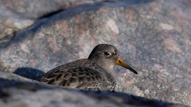 Purple sandpiper (Calidris maritima)