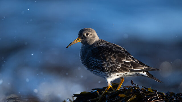 Purple sandpiper (Calidris maritima)