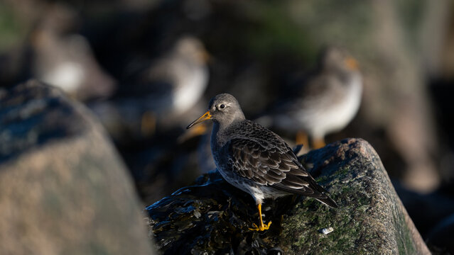 Purple sandpiper (Calidris maritima)