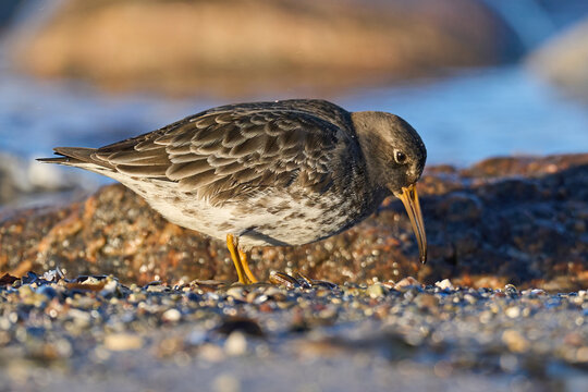Purple sandpiper (Calidris maritima)