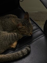 cat on the couch © Polkrit