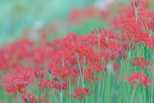 秋を彩る彼岸花（曼珠沙華）の群生と自然風景
