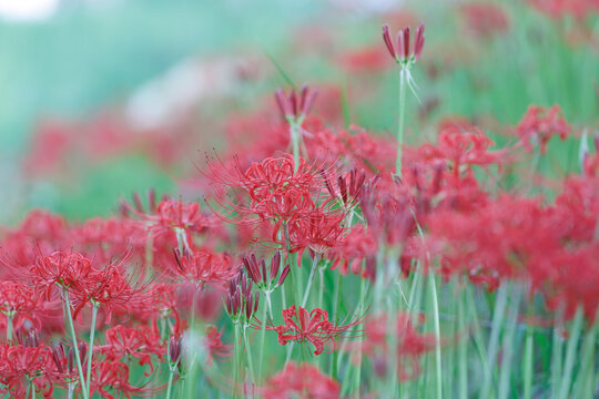 秋を彩る彼岸花（曼珠沙華）の群生と自然風景