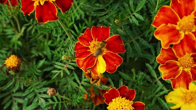 Honeybee foraging on bright red marigold, slowly collecting nectar in detailed closeup. Nature, pollination, natural background