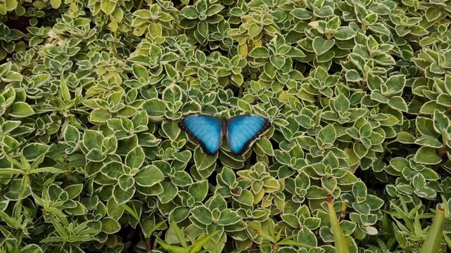 1.&nbsp;Bright Blue Morpho Butterfly Resting on Lush Green Foliage &mdash; 4K Seamless Animation Video Background