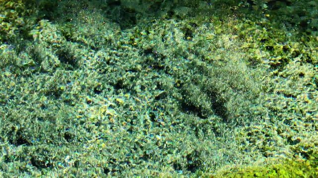 水底の砂やコケの間からこんこんと水が湧き出る神秘的な白川水源