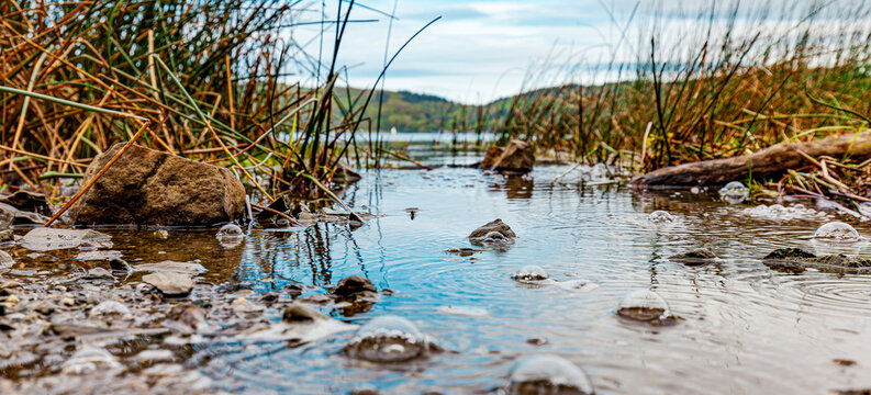 close-up, low-angle view of a tranquil shore of Volcanic Lake Laach (Laacher See) in the Eifel region, Germany, where carbon dioxide bubbles (mofettes) are rising from the ground. The rising gas bubbl