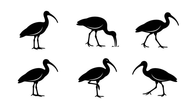 Ibis silhouette vector illustration set showing standing, walking, and feeding postures in black and white graphic style