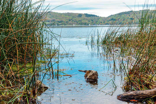 close-up, low-angle view of a tranquil shore of Volcanic Lake Laach (Laacher See) in the Eifel region, Germany, where carbon dioxide bubbles (mofettes) are rising from the ground. The rising gas bubbl