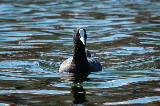 Eurasian coot swimming on rippled water