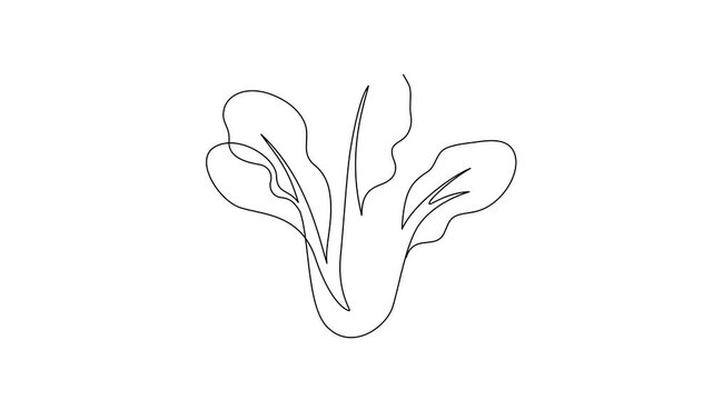 Minimalist tatsoi continuous line drawing animation gradually forming on a clean white background. A single unbroken black line creates a simple tatsoi leafy green illustration