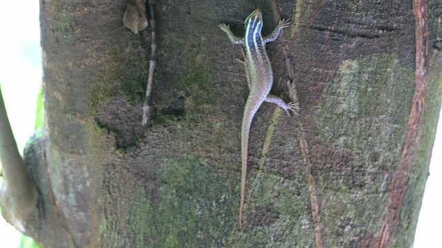 Camouflaged striped tree skint, on Gaya Island, Borneo.