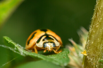 Macro photograph of an orange ladybug black markings resting green leaf showing detailed insect features against soft natural background © JP.Studio