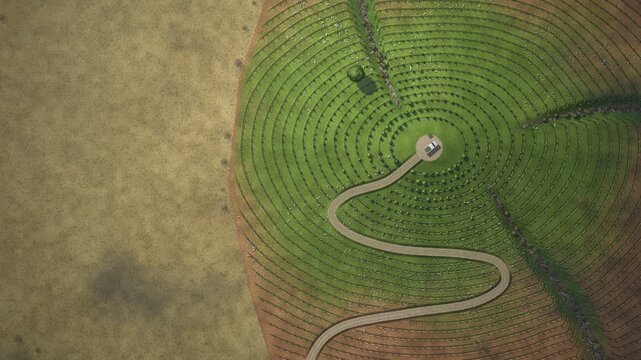 Reforestation Seedlings Growing Aerial Timelapse