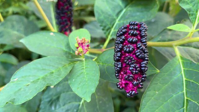 Black pokeweed berries clustered on a bright magenta stem among green leaves outdoors, wild plant, ripening fruit, botanical detail, garden nature