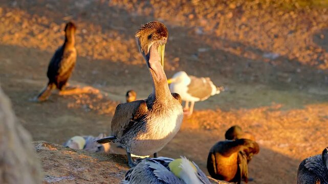 Brown pelican resting on rocky coastal shore at sunset golden hour cinematic wildlife nature footage.
