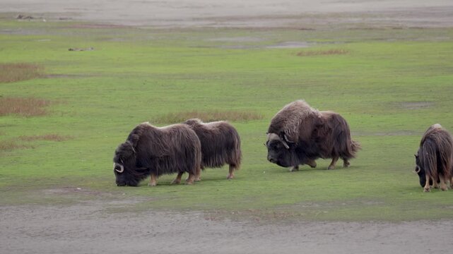 A large herd of musk oxen with cubs in the tundra. Republic of Sakha (Yakutia), Russia.