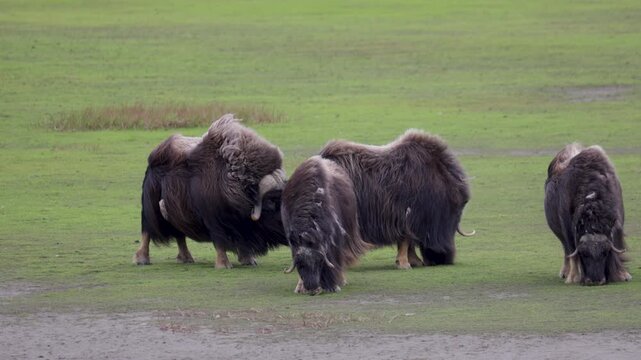 A large herd of musk oxen with cubs in the tundra. Republic of Sakha (Yakutia), Russia.