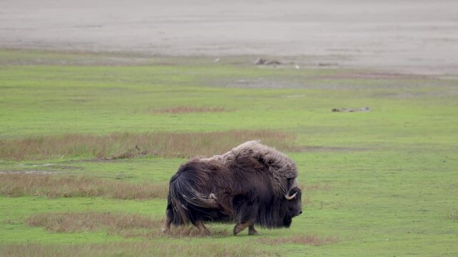 A large herd of musk oxen with cubs in the tundra. Republic of Sakha (Yakutia), Russia.