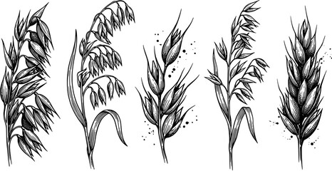 Obraz premium Oats and wheat ears icon set in a vintage hand drawn engraving style including cereal plants, grain stalks and seeds.