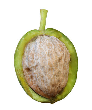 nut in its green husk, with the textured seed exposed at the center isolated on transparent background