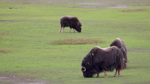 A large herd of musk oxen with cubs in the tundra. Republic of Sakha (Yakutia), Russia.