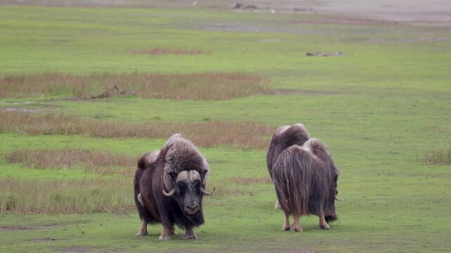 A large herd of musk oxen with cubs in the tundra. Republic of Sakha (Yakutia), Russia.