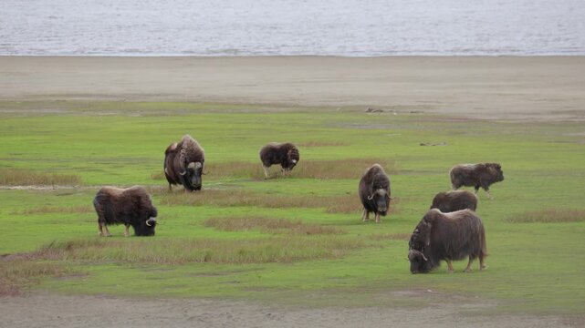 A large herd of musk oxen with cubs in the tundra. Republic of Sakha (Yakutia), Russia.