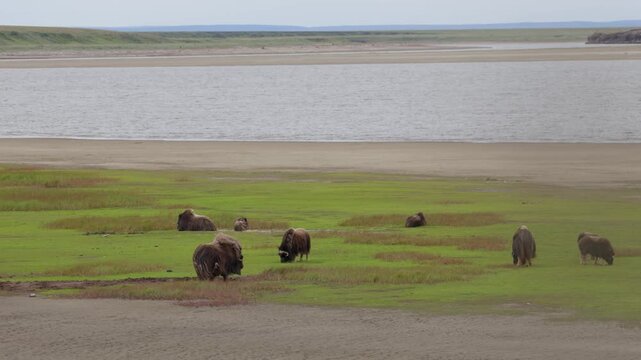 A large herd of musk oxen with cubs in the tundra. Republic of Sakha (Yakutia), Russia.