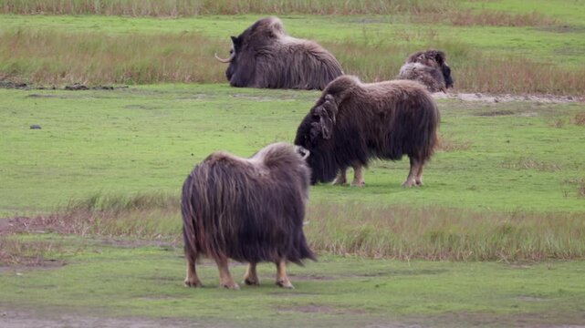 A large herd of musk oxen with cubs in the tundra. Republic of Sakha (Yakutia), Russia.