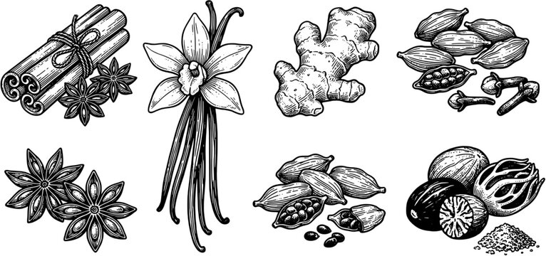 Spices and herbs engraving vector icon set including cinnamon, vanilla, ginger, cardamom, clove, star anise and nutmeg.